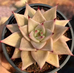Echeveria Star Variegata succulent rosette with pale cream leaves and pink tips
