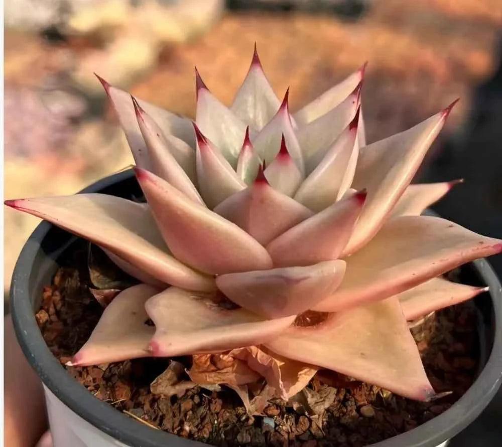 Echeveria Star Variegata succulent rosette in a pot, cream leaves with pink edges