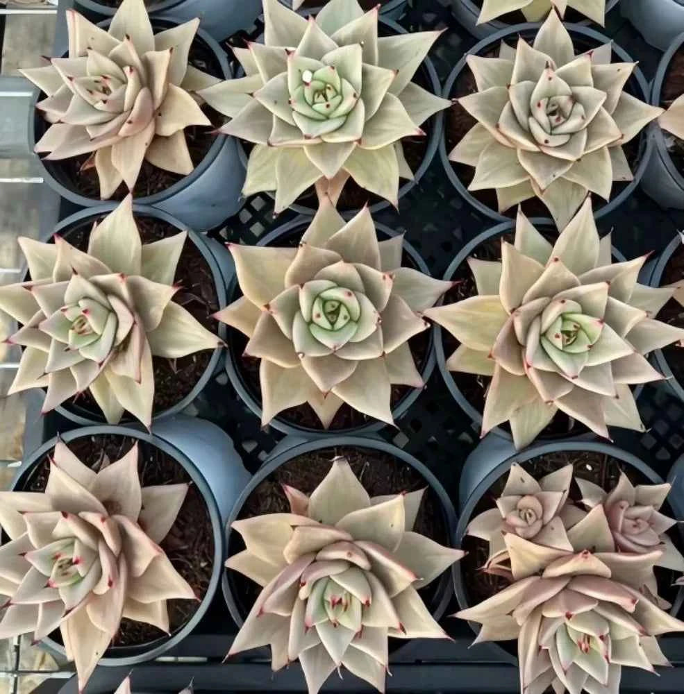 Echeveria Star Variegata succulent rosettes in pots, pale cream leaves with pink tips