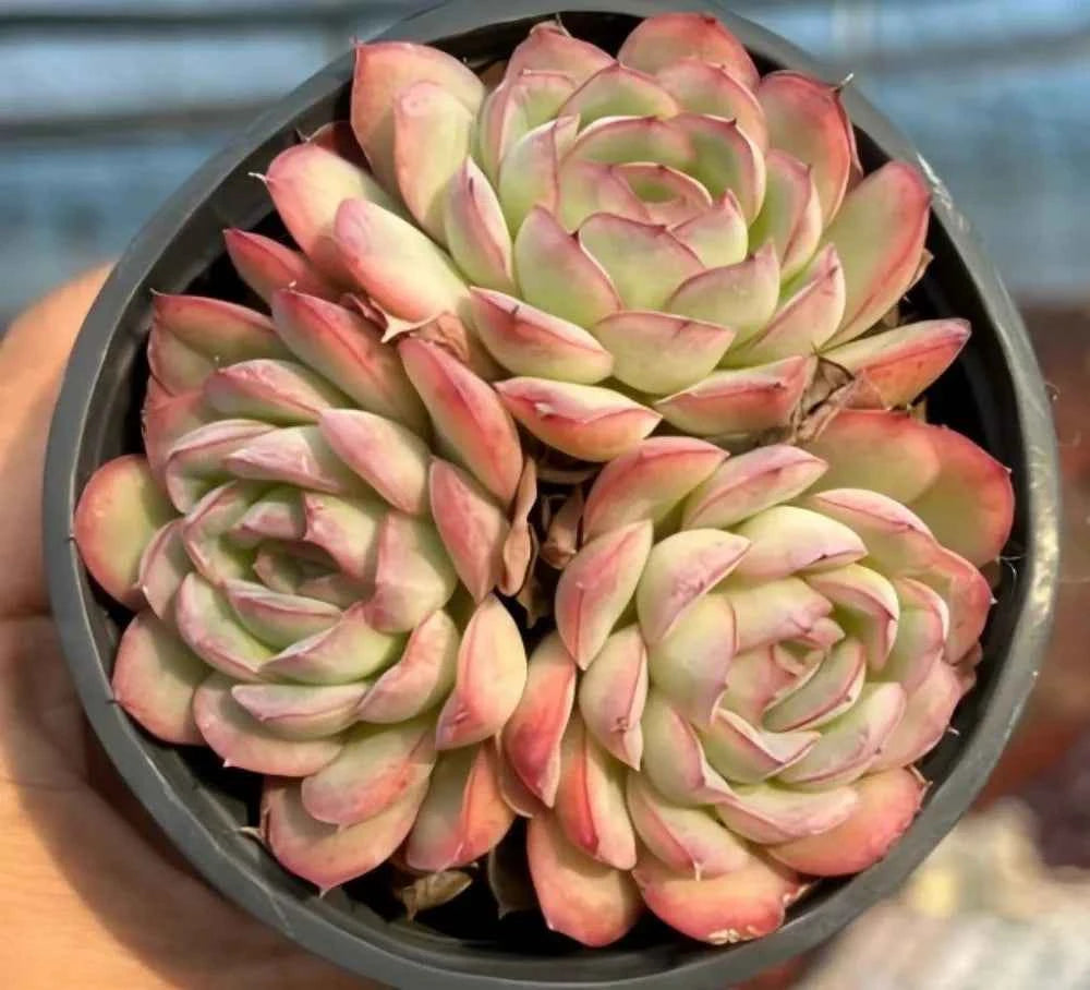 Echeveria succulent cluster of multiple pale green rosettes with pink red leaf edges
