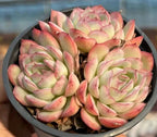 Echeveria succulent rosette cluster, pale green leaves with rosy pink outer tips