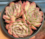 Echeveria succulent cluster with pale green rosettes and pink/red tips in a tray