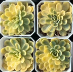 Variegated succulent rosettes in hexagonal pots, yellow-green layered leaves