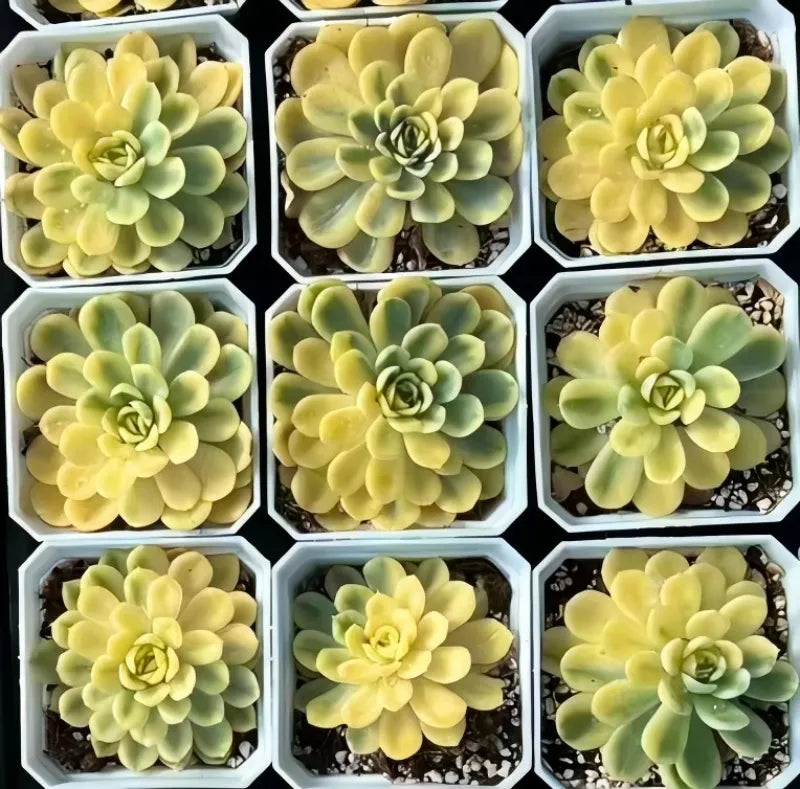 Multiple variegated succulent rosettes in small pots, yellow and pale green leaves