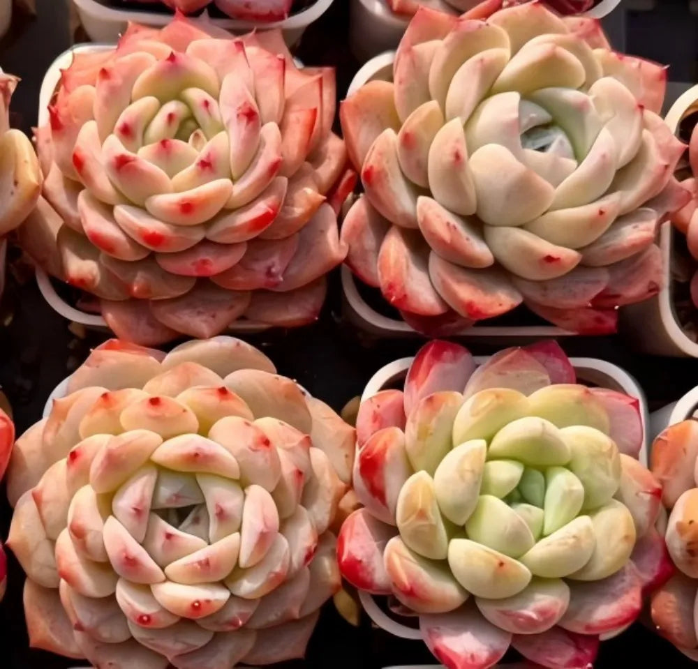 Sugar Heart echeveria rosette with cream and pink pointed leaves