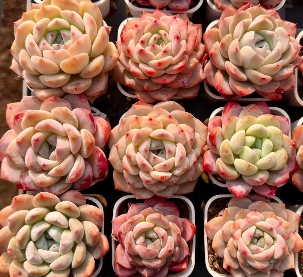 Sugar Heart echeveria cluster of pale pink and cream rosettes, close view