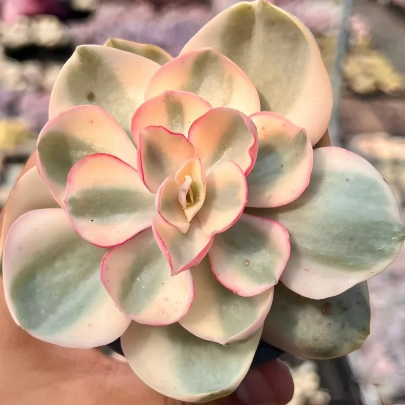 Variegated echeveria succulent rosette with pale green leaves and pink-edged tips