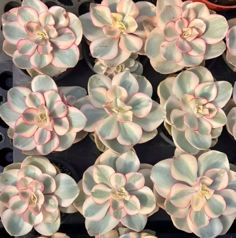 Multiple variegated echeveria rosettes with pale green leaves and pink-edged margins