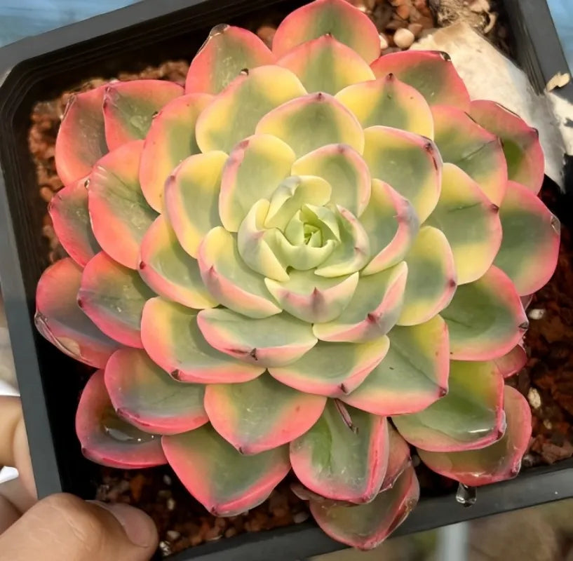 Echeveria Tearless 4-inch succulent rosette, pink edges and pale green center