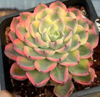 Echeveria Tearless 4-inch succulent rosette, coral-pink tips with lime-green leaves