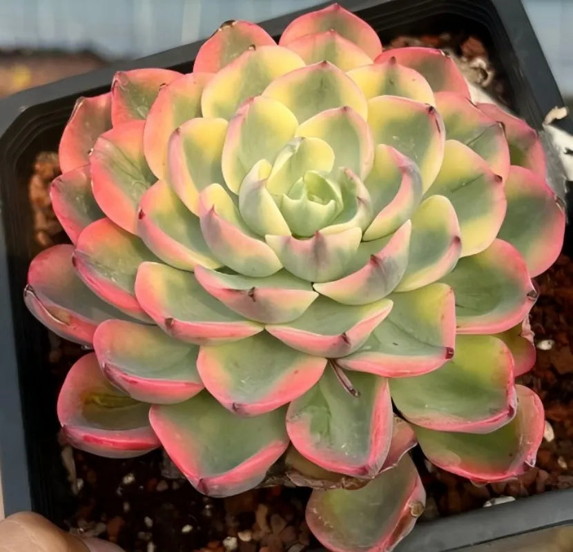 Echeveria Tearless 4-inch succulent rosette, coral-pink tips with lime-green leaves