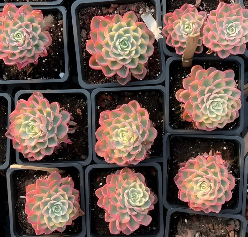 Echeveria Tearless 4-inch succulents in tray, pink and green rosette clusters