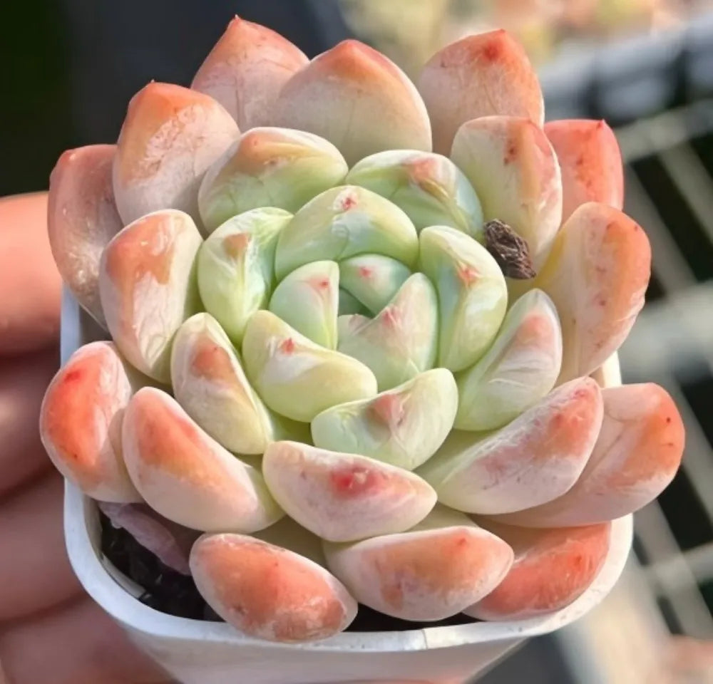 Echeveria succulent rosette with pale green and peach spoon-shaped leaves in a pot