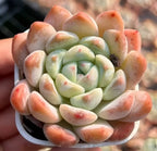Echeveria succulent rosette in pot with pale green center and peach-edged leaves