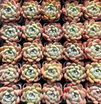 Collection of small Echeveria succulents with green rosettes and peach tips in trays