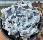 Echeveria Thrilling Pearl succulent rosette with pale blue, ruffled leaves