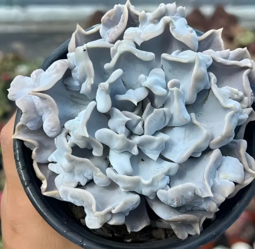 Echeveria Thrilling Pearl succulent with thick pale blue ruffled rosette leaves