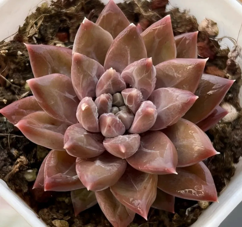 Echeveria Tremolo succulent rosette of fleshy pink leaves in a tight cluster.