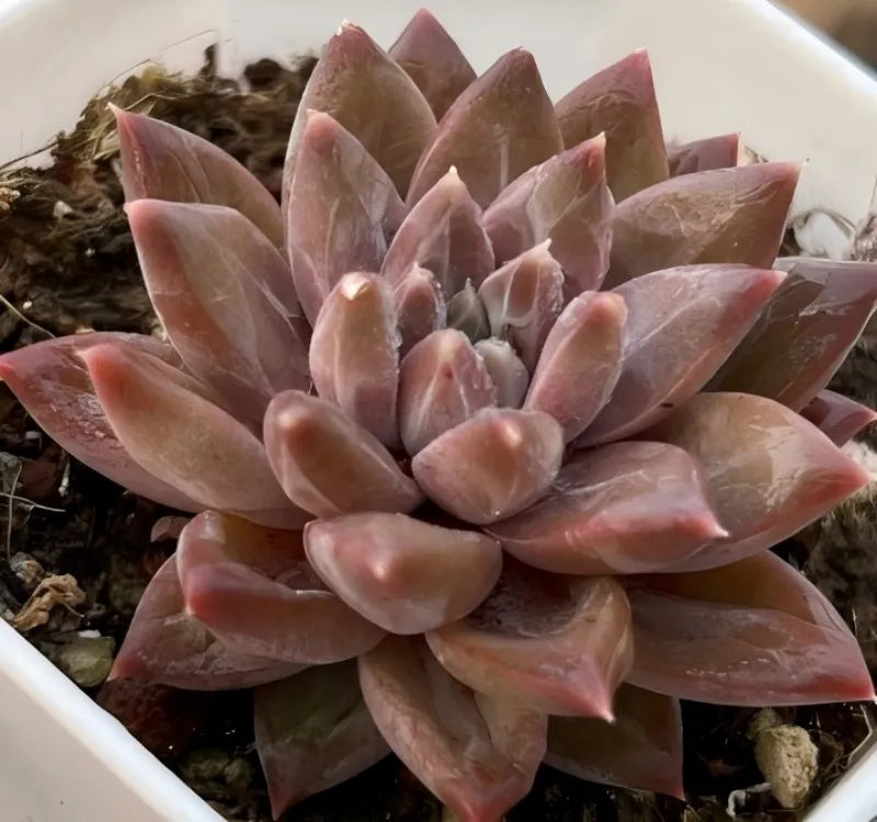Tremolo succulent rosette with fleshy pastel-pink leaves, layered fan-shaped.