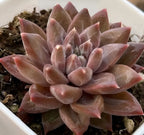 Tremolo succulent rosette with fleshy pastel-pink leaves, layered fan-shaped.