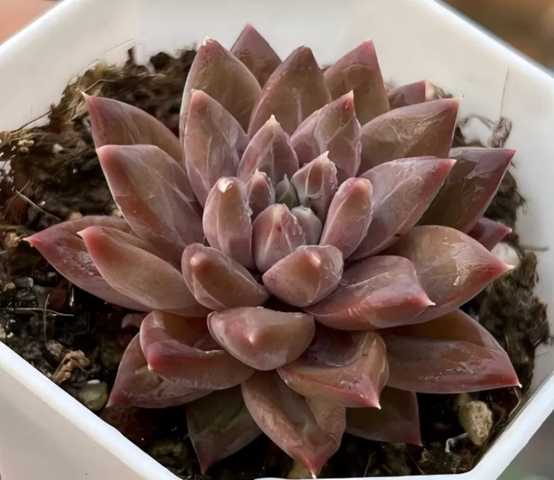 Tremolo succulent rosette with fleshy pink and lavender-tinted leaves in layered rings.