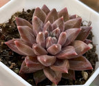 Tremolo succulent rosette with fleshy pink and lavender-tinted leaves in layered rings.
