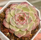 Echeveria succulent rosette with pale green leaves and pink-speckled edges in tray