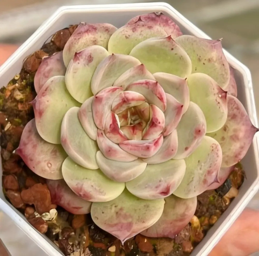 Echeveria succulent rosette with pale green leaves and pink-speckled edges in tray