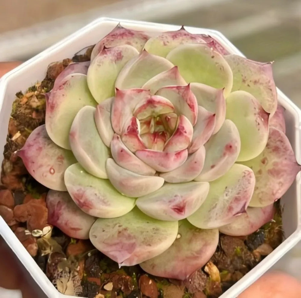 Echeveria succulent rosette with pale green leaves and rosy pink speckles in tray