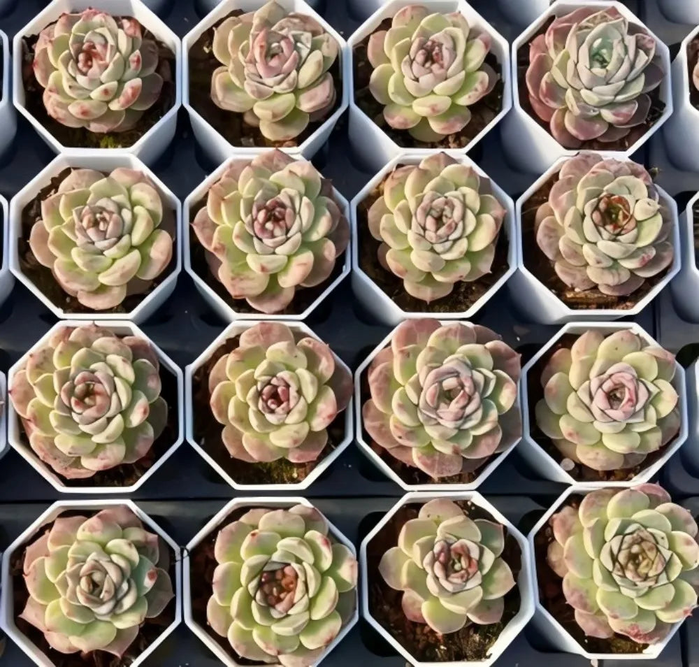 Echeveria succulent rosettes in hexagonal planter cells, pale green with pink centers