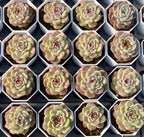 Echeveria succulent rosettes in hexagonal planter cells, pale green with pink centers