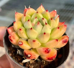 Echeveria rosette succulent with red-edged leaves in black pot
