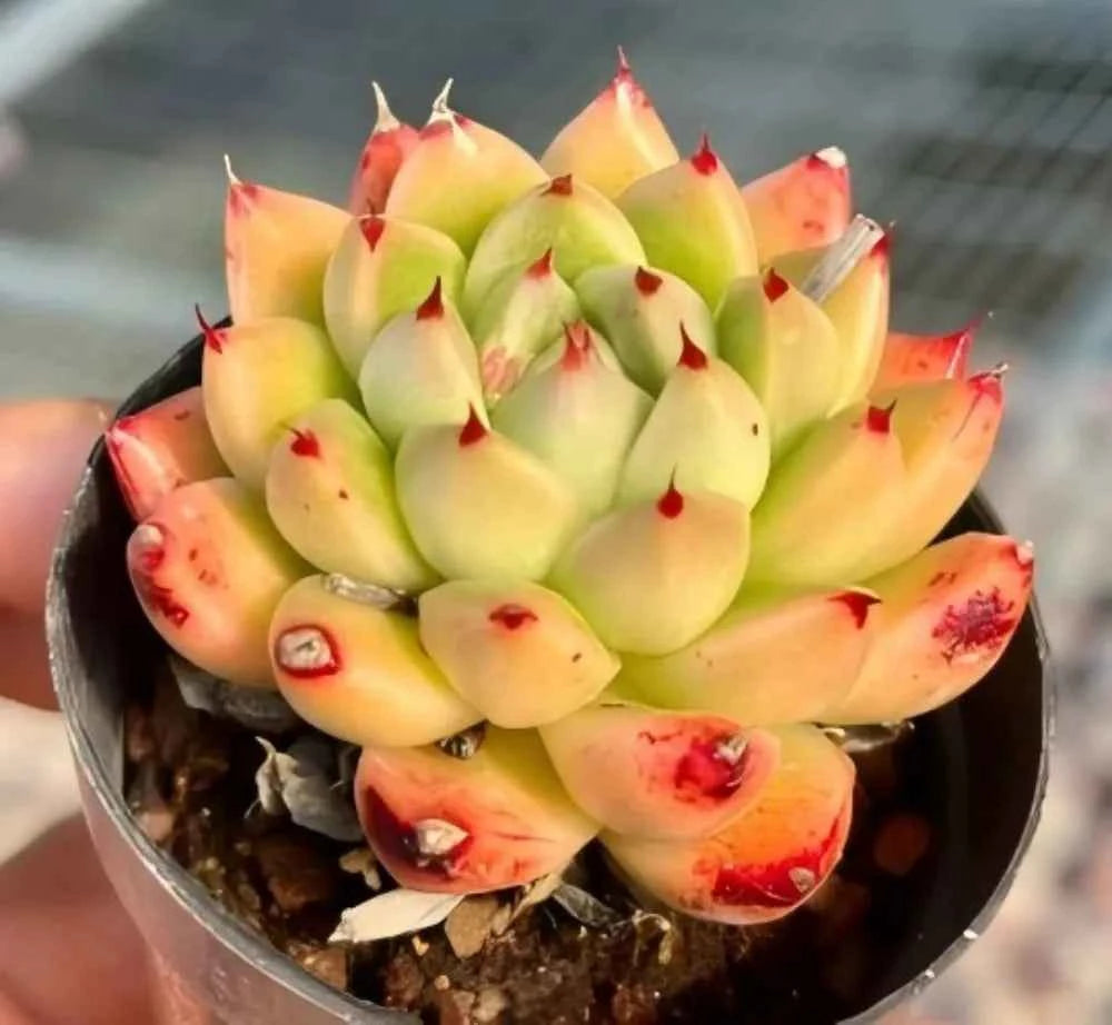 Echeveria rosette succulent with red-edged leaves in black pot