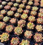 Assorted small echeveria rosettes with green leaves and red markings in pots