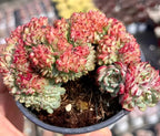 Succulent plant in pot with pink and green rosette leaves, crinkled clusters