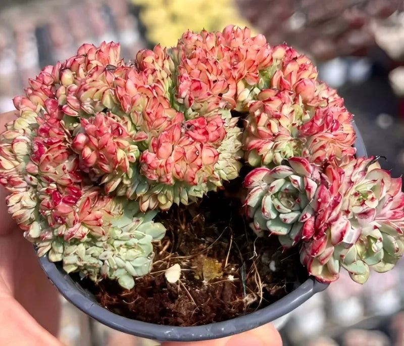 Succulent plant in pot with pink and green rosette leaves, crinkled clusters