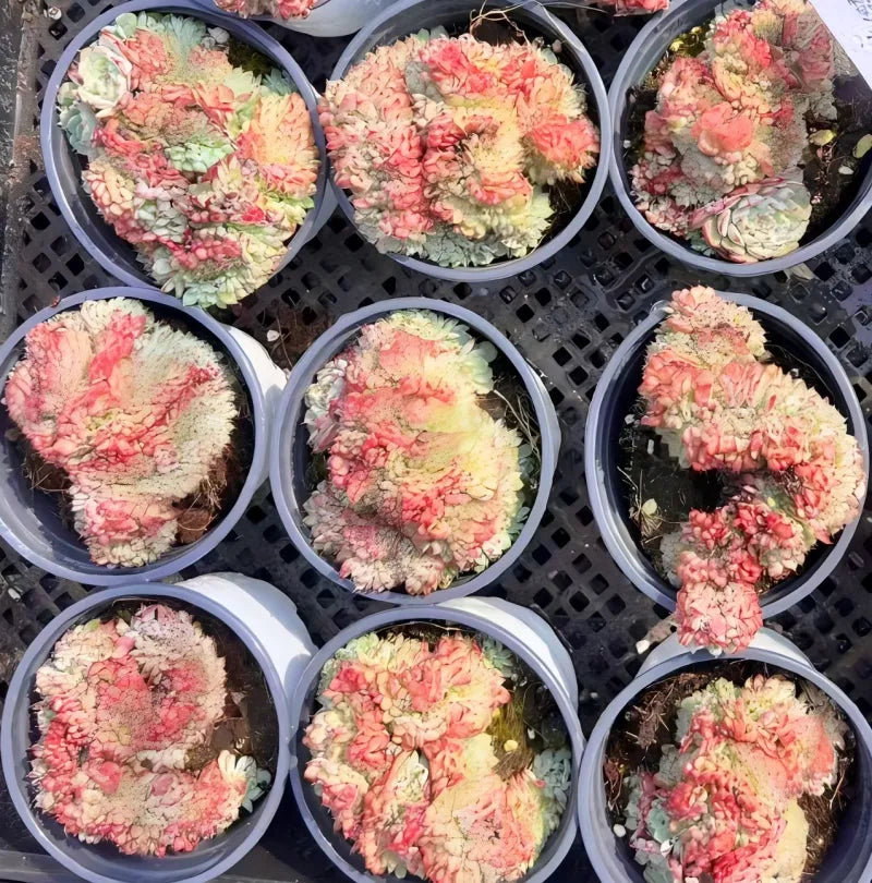Set of succulent plants in small pots, pink and cream rosette clusters