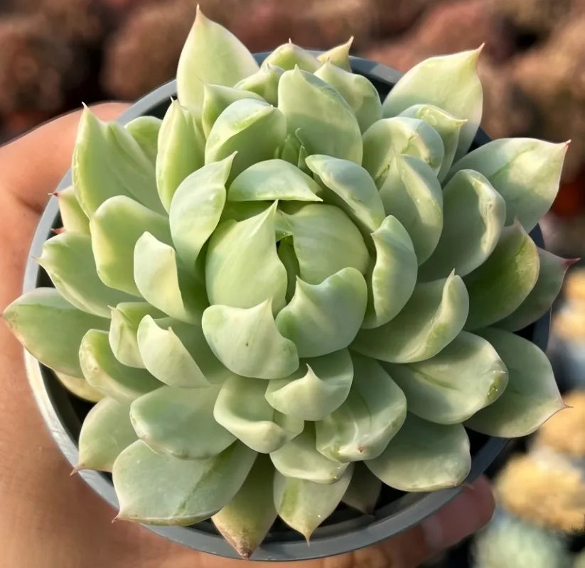 White Maria echeveria succulent in gray pot, pale green rosette leaves