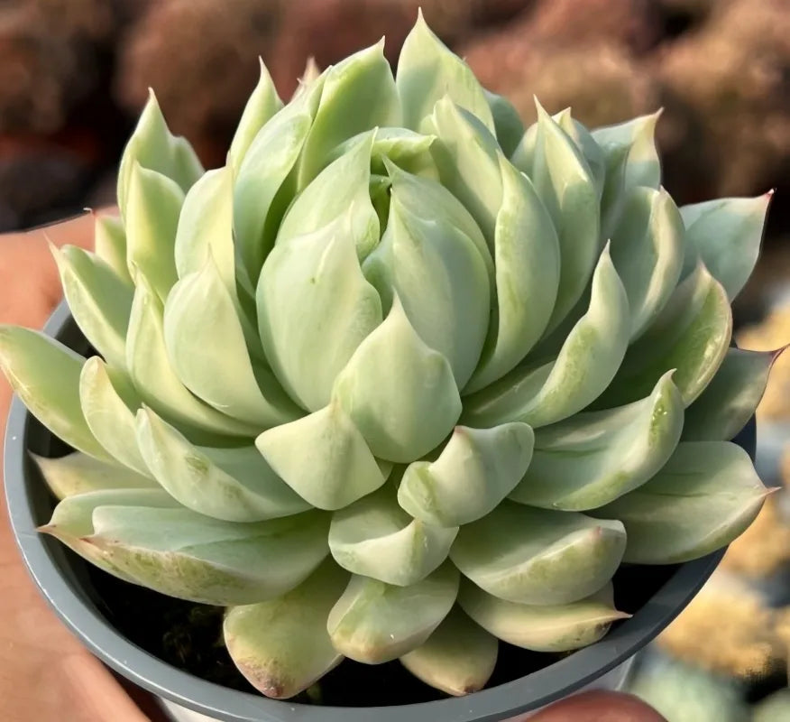 Echeveria succulent rosette in gray pot, pale green overlapping leaves