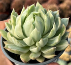 Echeveria succulent rosette in gray pot, pale green overlapping leaves