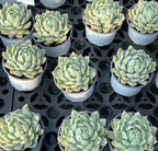Set of echeveria succulents, pale green rosette plants in white pots on tray