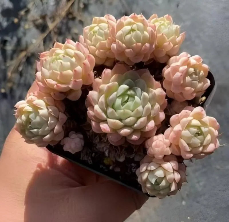 Echeveria succulent rosette plant in small dark pot, peach and pale green leaves