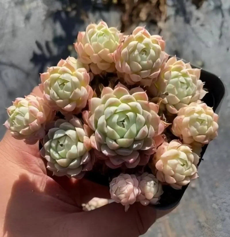 Echeveria succulent rosettes in small dark pot, pastel peach and cream leaf tips