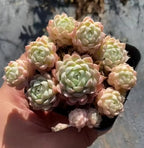 Echeveria succulent rosettes in small dark pot, pastel peach and cream leaf tips