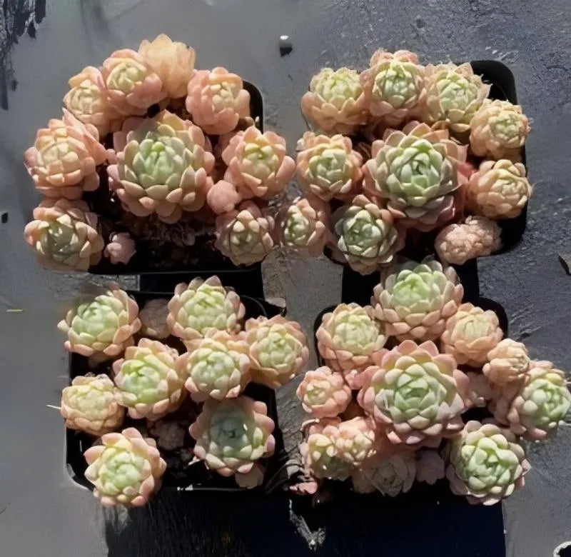 Echeveria succulent rosettes in small dark pots, mixed pale green and peach tones