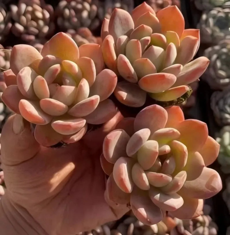 Orange-pink echeveria succulent cluster with oval leaves, held in hand