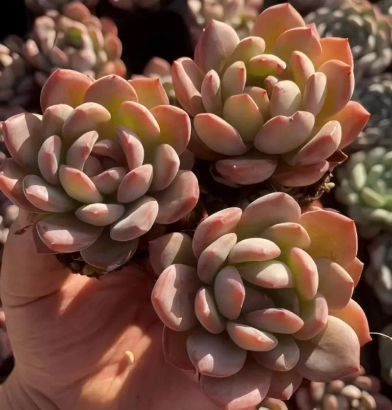 Orange and pale-green echeveria succulent rosettes with oval leaves, held in hand