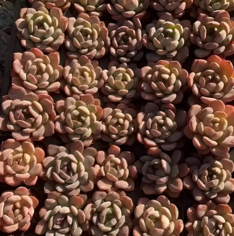 Assorted echeveria succulents with oval rosette leaves in mixed colors