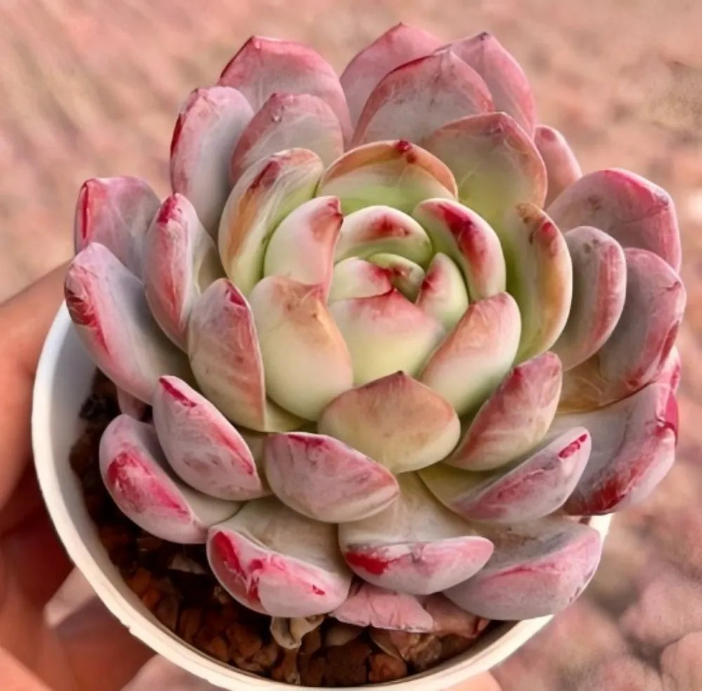 Succulent rosette with pale green center and pink-red tipped leaves