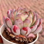 Succulent rosette in a pot with pale green leaves and red pink blotches